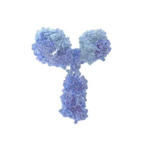 AK3 (Human) IP-WB Antibody Pair